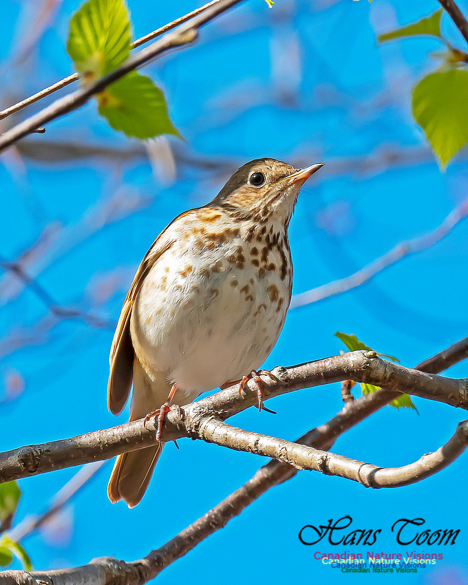 Hermit Thrush 12
