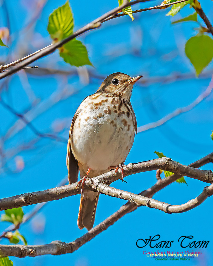 Hermit Thrush 11