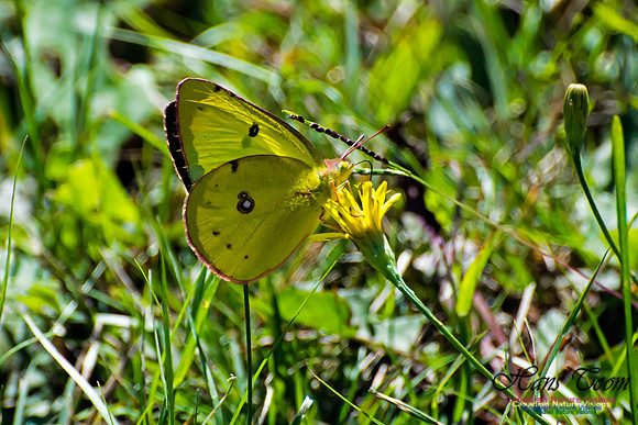 Pink-edged Sulphur