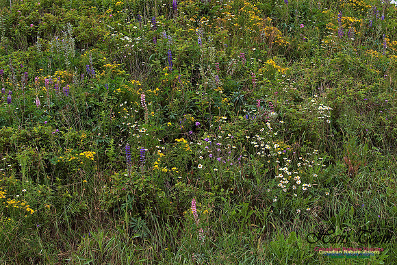 Wildflower Medley