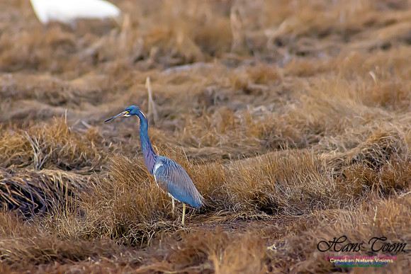 Tricoloured Heron 5