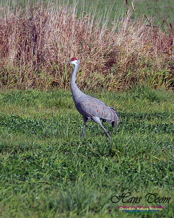 Sandhill Crane 501