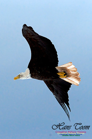 Bald Eagle