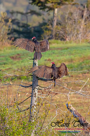 Turkey Vulture 45