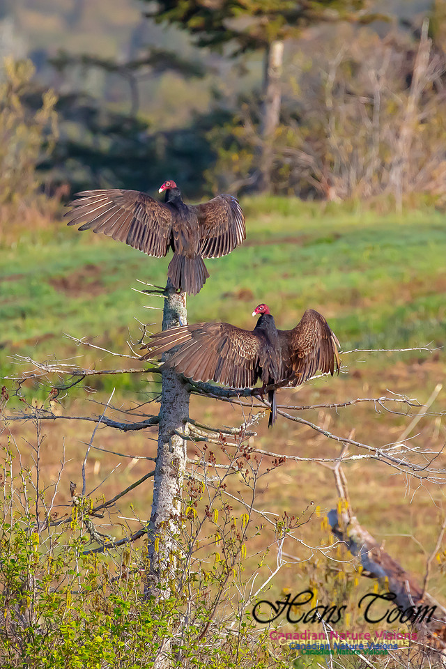 Turkey Vulture 45