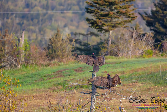 Turkey Vulture 43