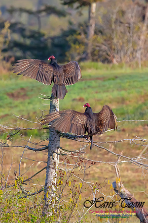 Turkey Vulture 44
