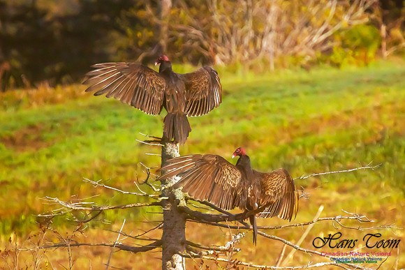 Turkey Vulture 42