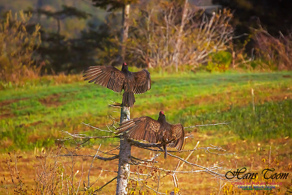 Turkey Vulture 41
