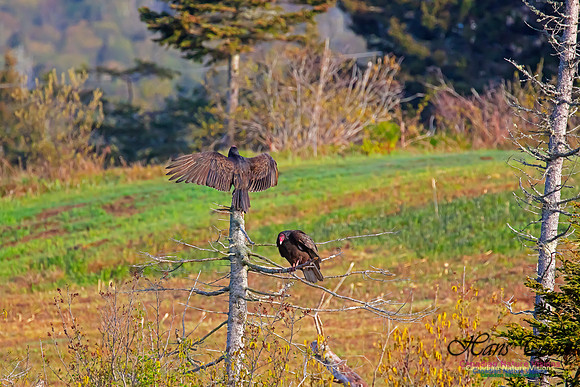 Turkey Vulture 40