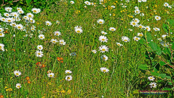 Daisy 100