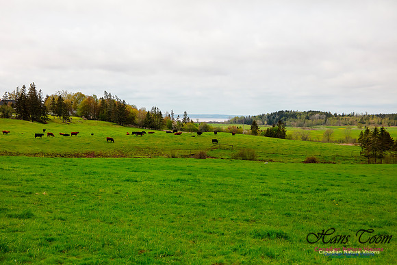 Pastoral 1