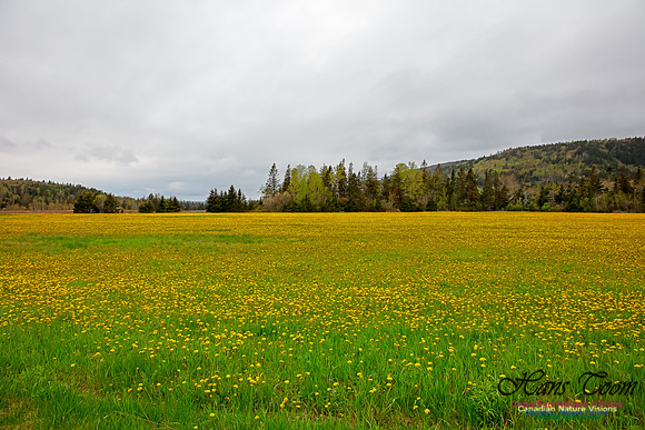 Cape Chignecto Expedition Scenes 44