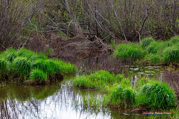 Brookfield Marsh 40