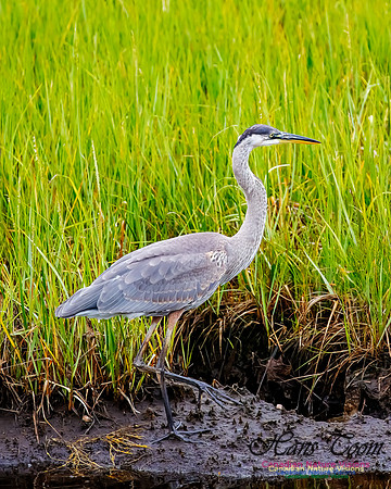 Great Blue Heron 210