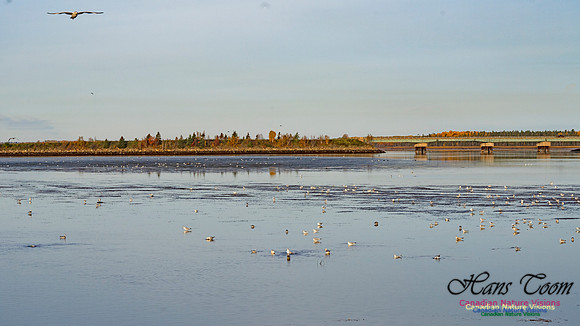 Gull on Mud Flats 101