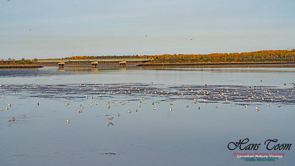 Gull on Mud Flats 100