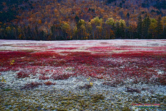 Fall Colours in the Hardwood Forests 141