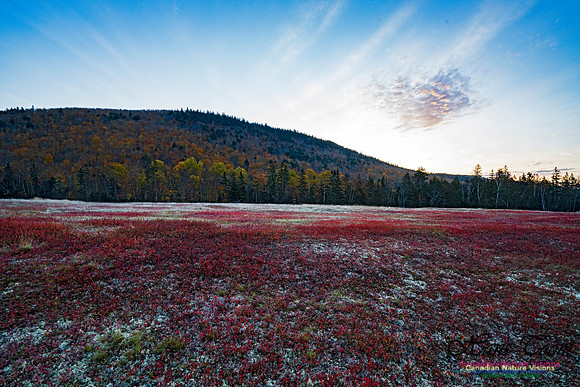 Fall Colours in the Hardwood Forests 139
