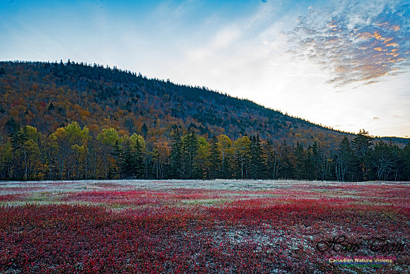 Fall Colours in the Hardwood Forests 140