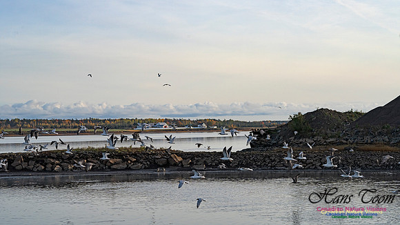 Gulls in Flight 100