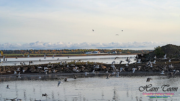 Gulls in Flight 101