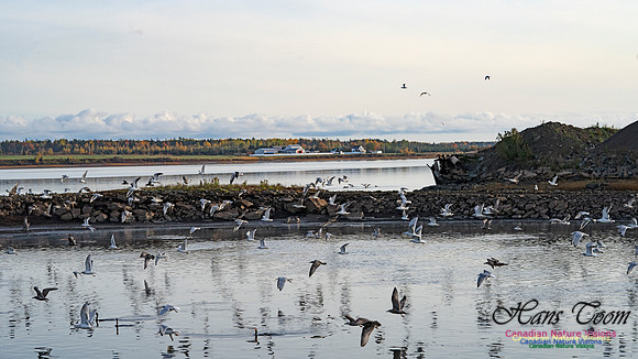 Gulls in Flight 102