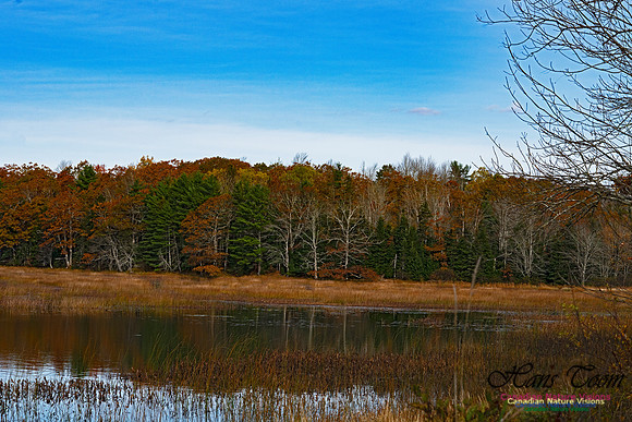 Fall Colours in the Hardwood Forests 100