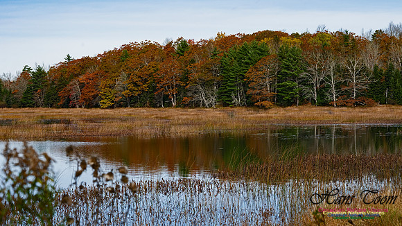Fall Colours in the Hardwood Forests 101