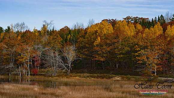 Fall Colours in the Hardwood Forests 103