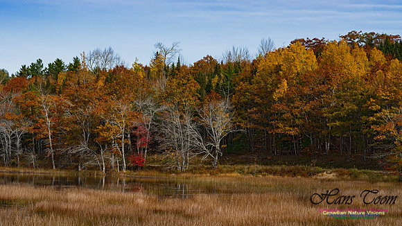Fall Colours in the Hardwood Forests 102