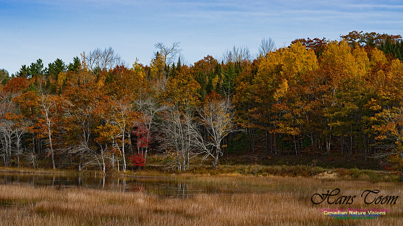 Fall Colours in the Hardwood Forests 102