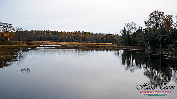 Fall Colours in the Hardwood Forests 104