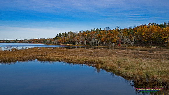 Fall Colours in the Hardwood Forests 105