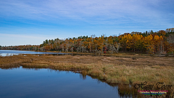 Fall Colours in the Hardwood Forests 106