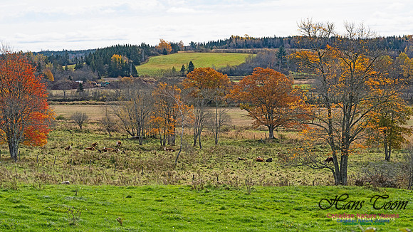 Fall Colours in the Hardwood Forests 108