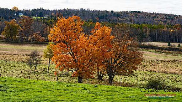 Fall Colours in the Hardwood Forests 109