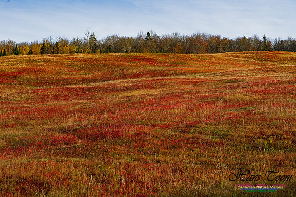 Fall Colours in the Hardwood Forests 111