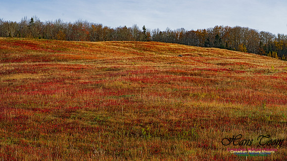 Fall Colours in the Hardwood Forests 110