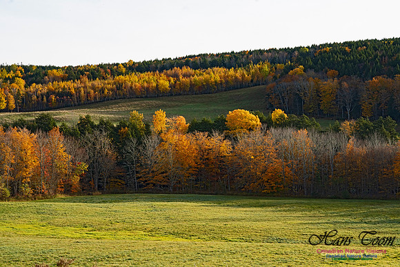 Fall Colours in the Hardwood Forests 112