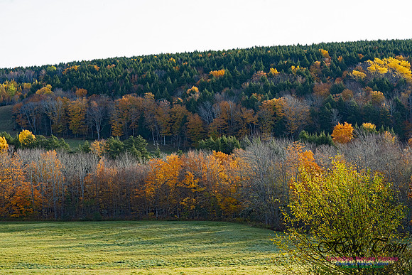 Fall Colours in the Hardwood Forests 113