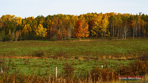 Fall Colours in the Hardwood Forests 114