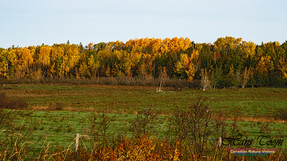 Fall Colours in the Hardwood Forests 115