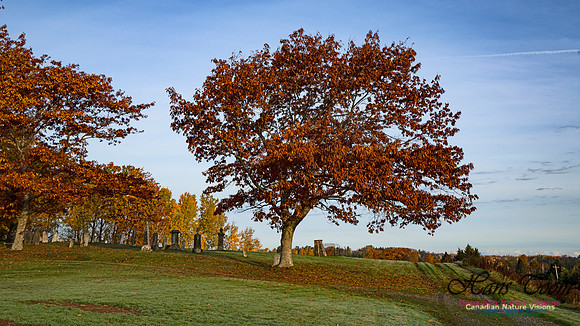 Fall Colours in the Hardwood Forests 116