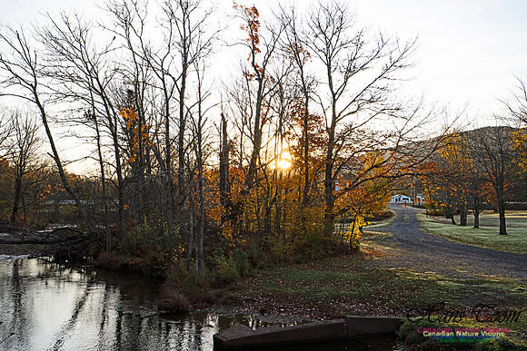 Fall Colours in the Hardwood Forests 120