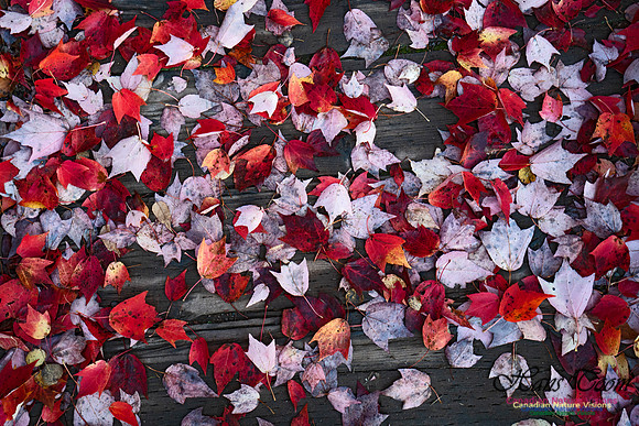 Fall Colours in the Hardwood Forests 122