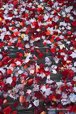 Fall Colours in the Hardwood Forests 121