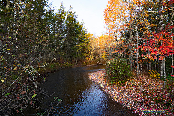 Fall Colours in the Hardwood Forests 123