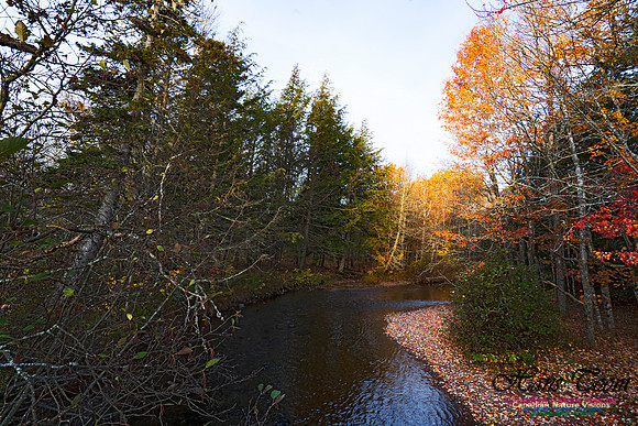 Fall Colours in the Hardwood Forests 124