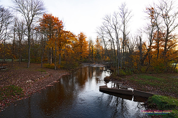 Fall Colours in the Hardwood Forests 125